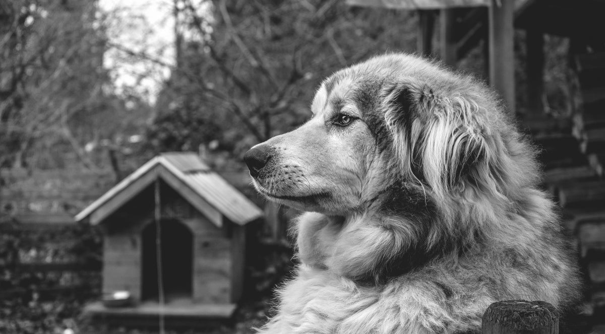 Sympathy Gifts for Pets