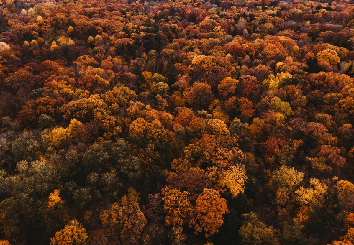 Autumn Intentions: Healing, Remembrance & Growth