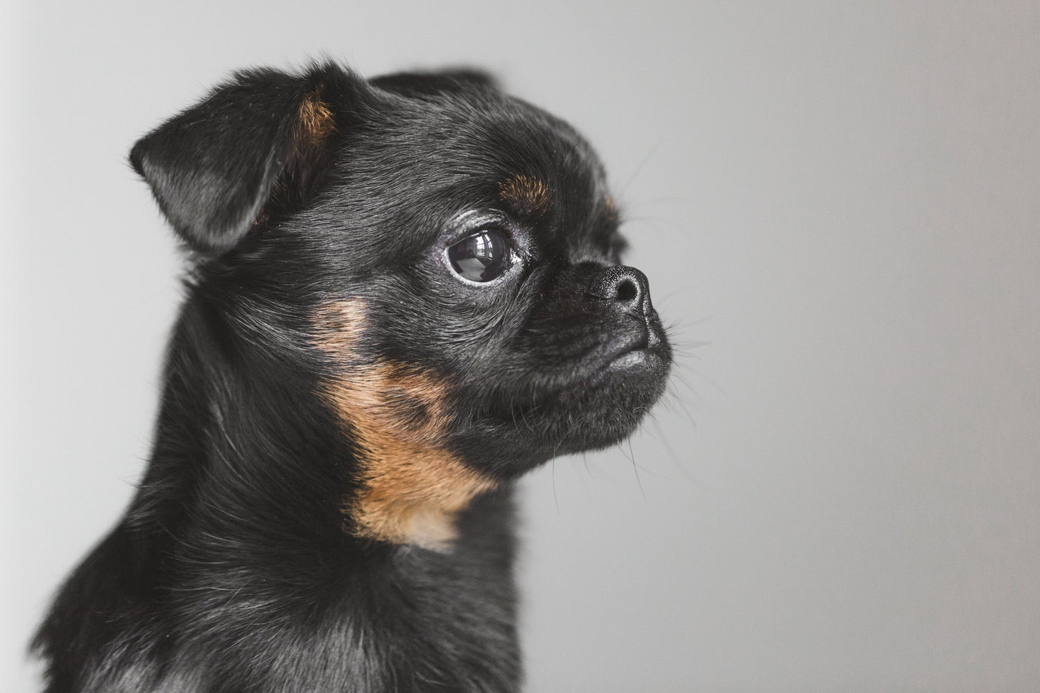 Pet Sitter