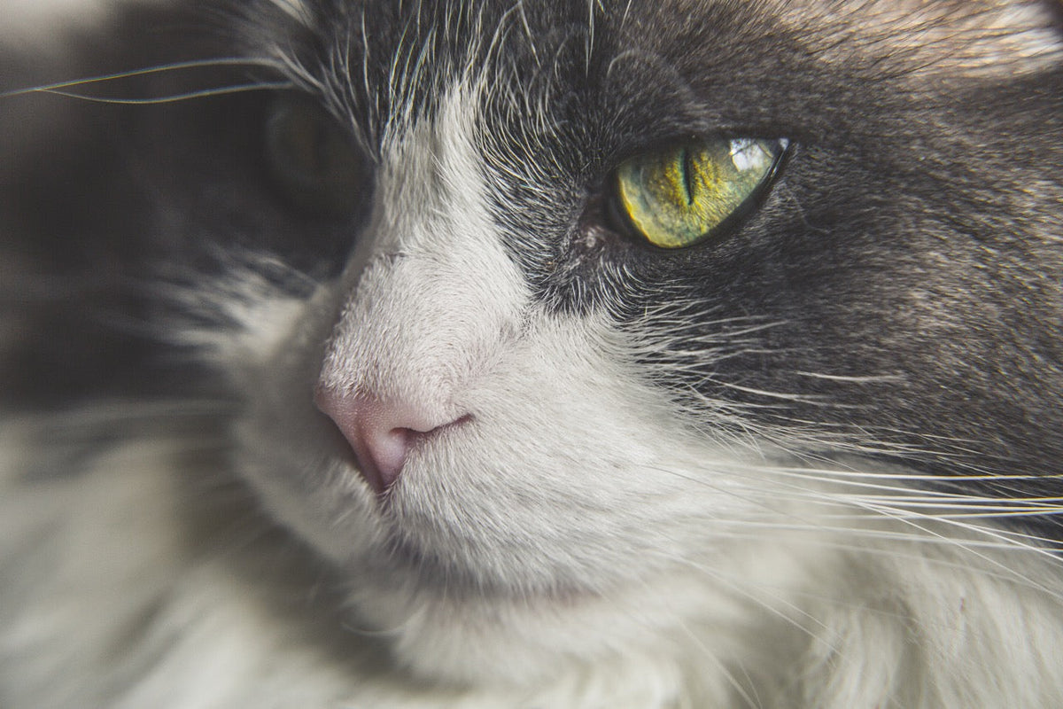 Pet Ashes