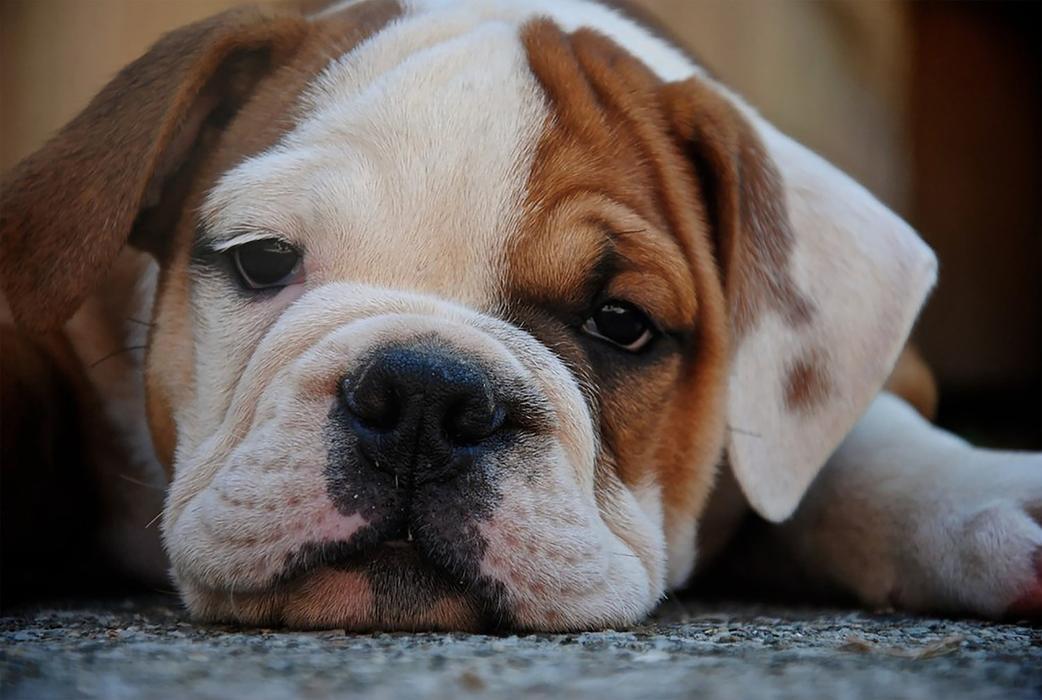 Bulldog Urn