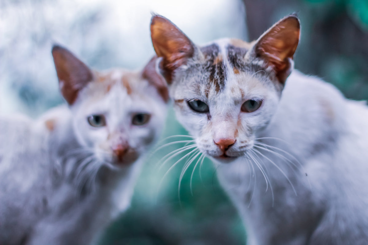 cats