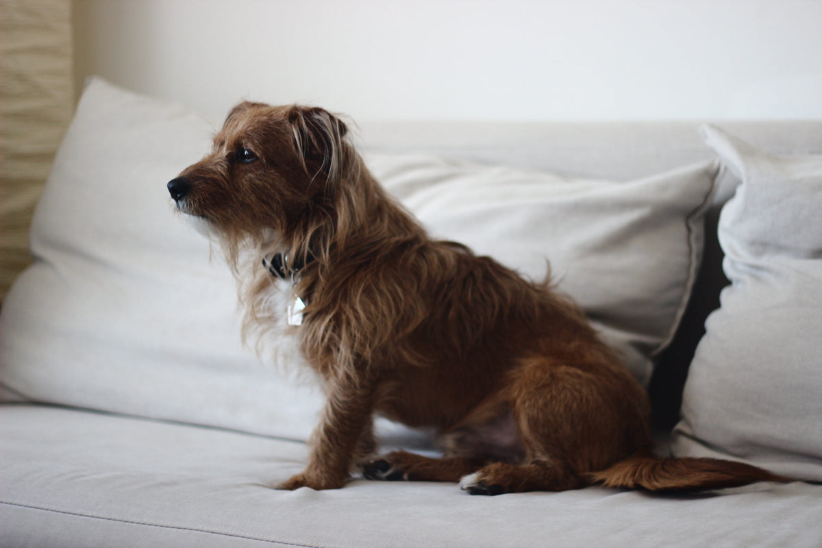 Pet Care
