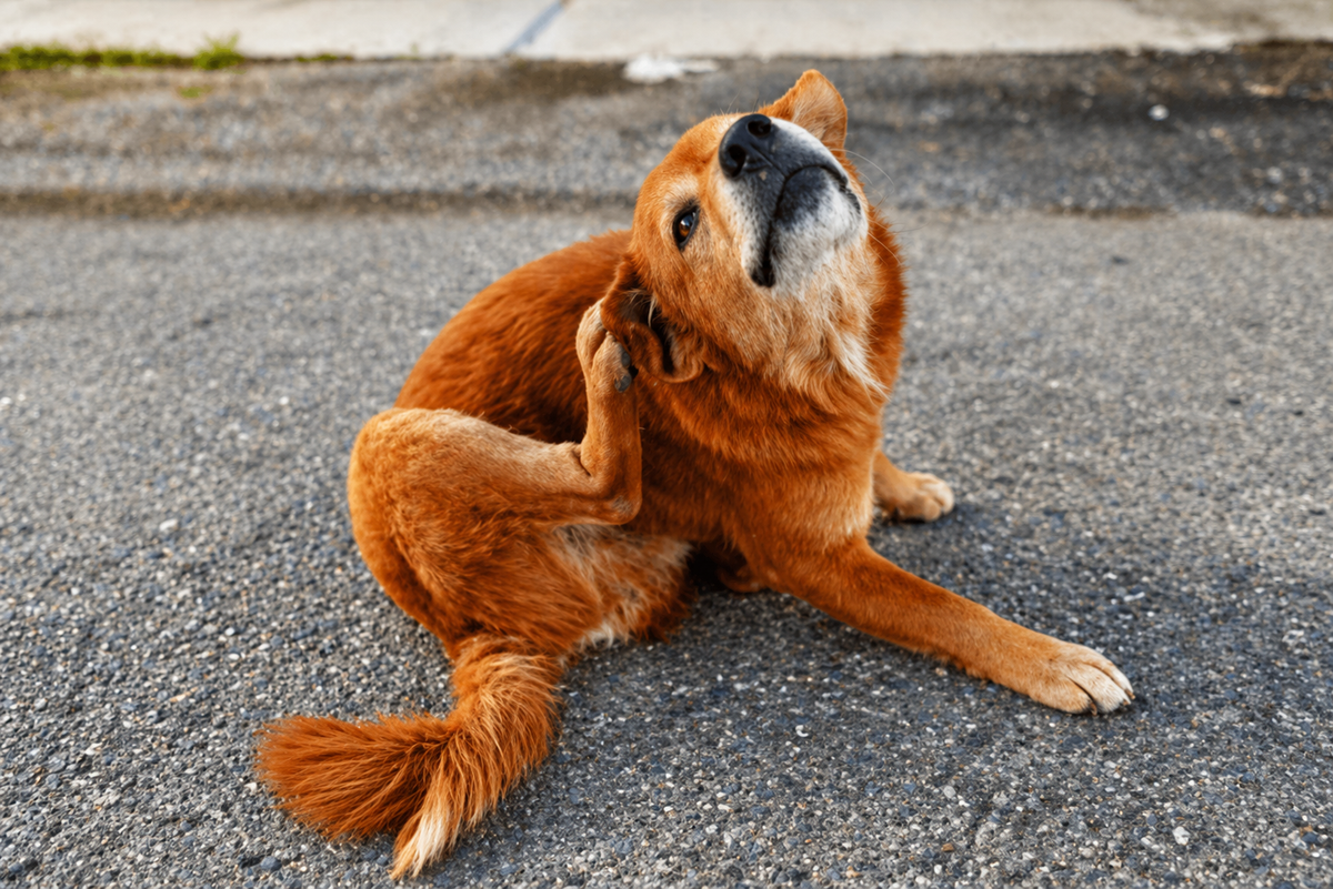 Seasonal Pet Health Tips (Heat, Cold, Allergies)