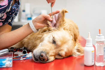 Emergency Vet Care Guide When to Go and What to Do