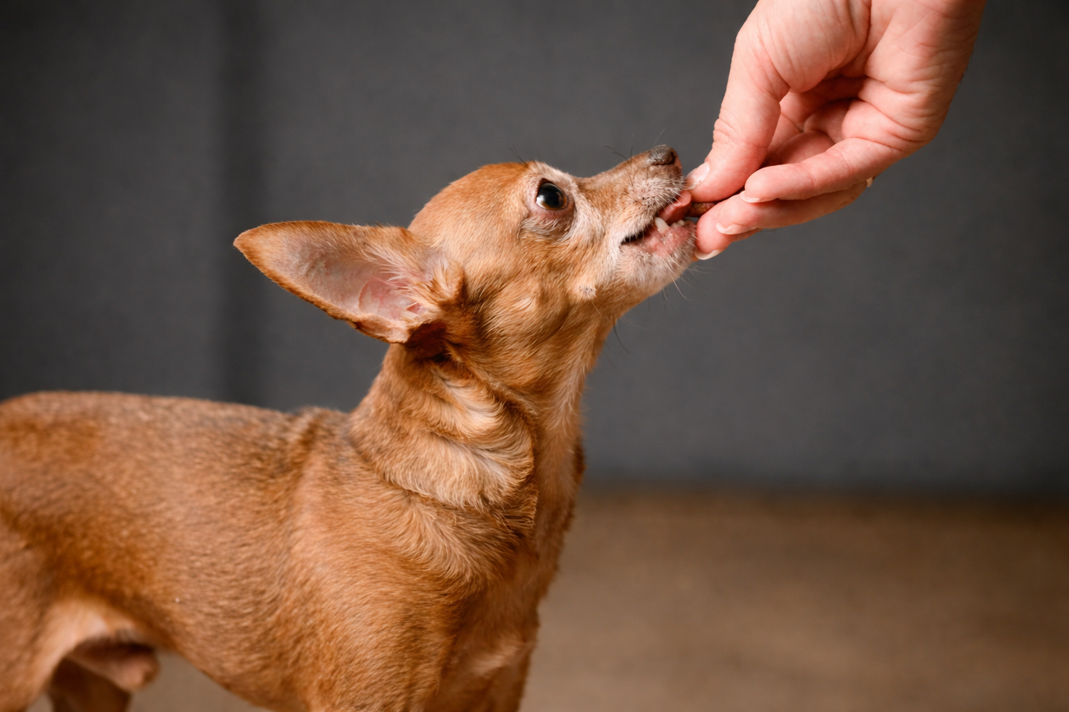 Building a Long-Term Wellness Plan for Your Pet