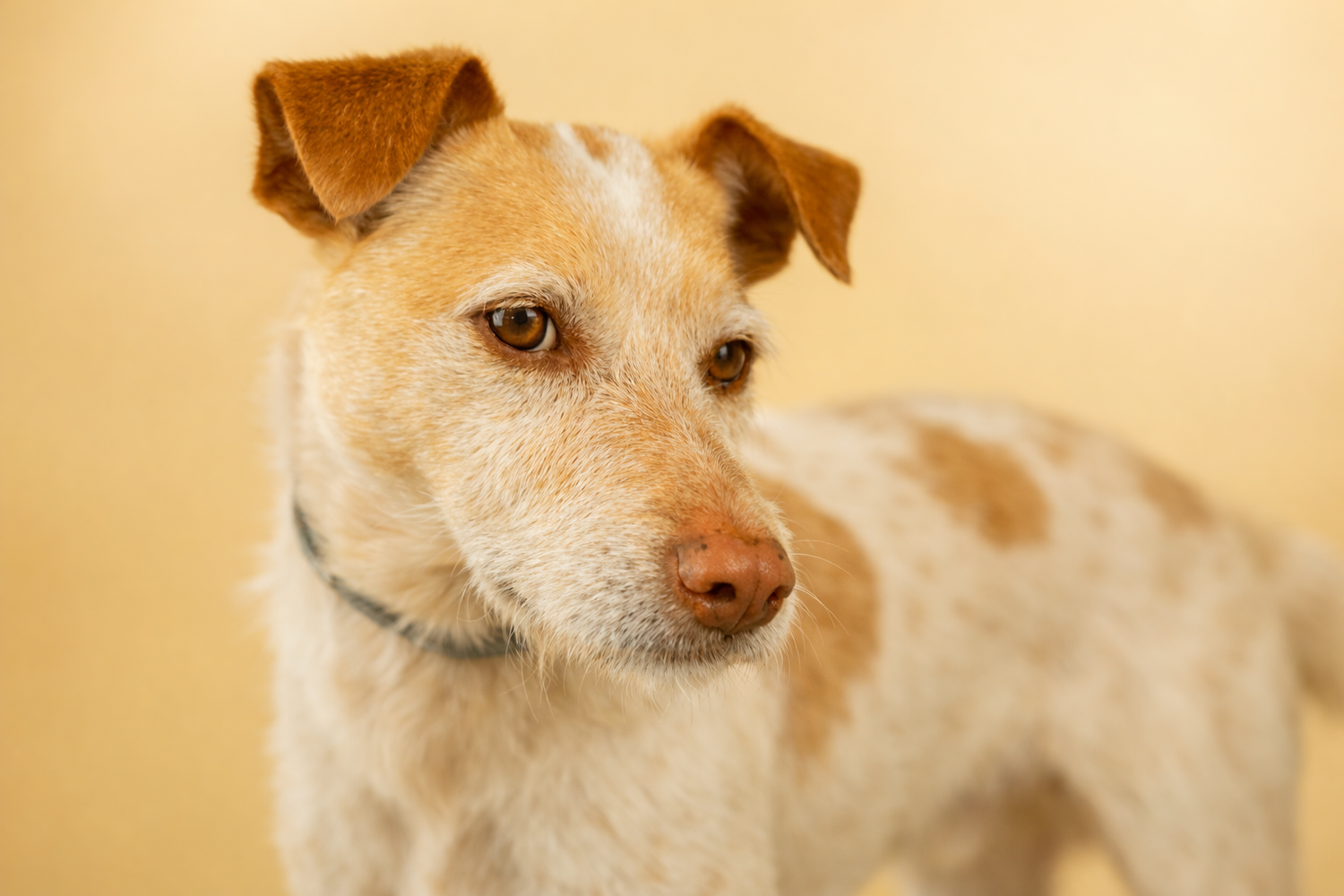 How to Choose the Right Dog Breed for Your Lifestyle