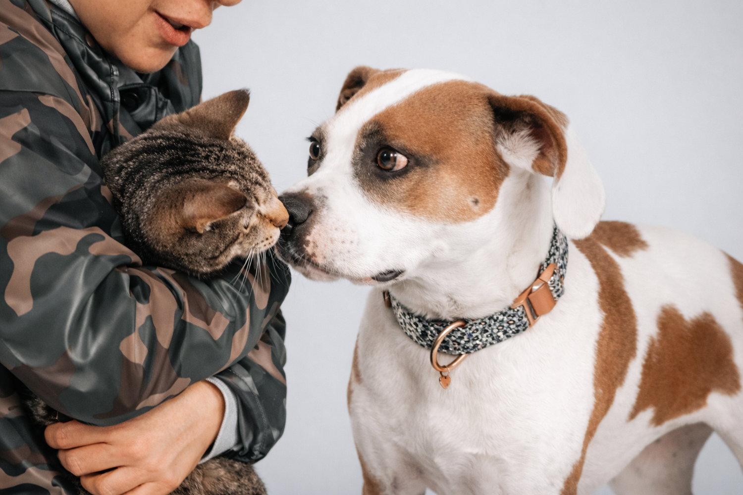 Preparing Your Home for a New Pet