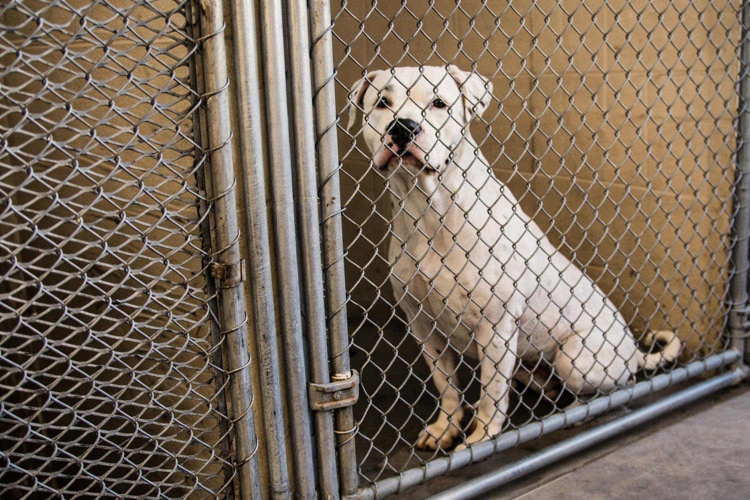 How to Find a Reputable Breeder or Rescue