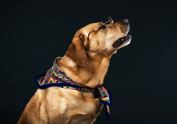 Mobility Aids for Aging Dogs: Harnesses & Ramps