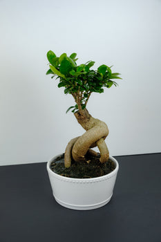 Planting Memory Trees in Pots: Portable Living Memorials