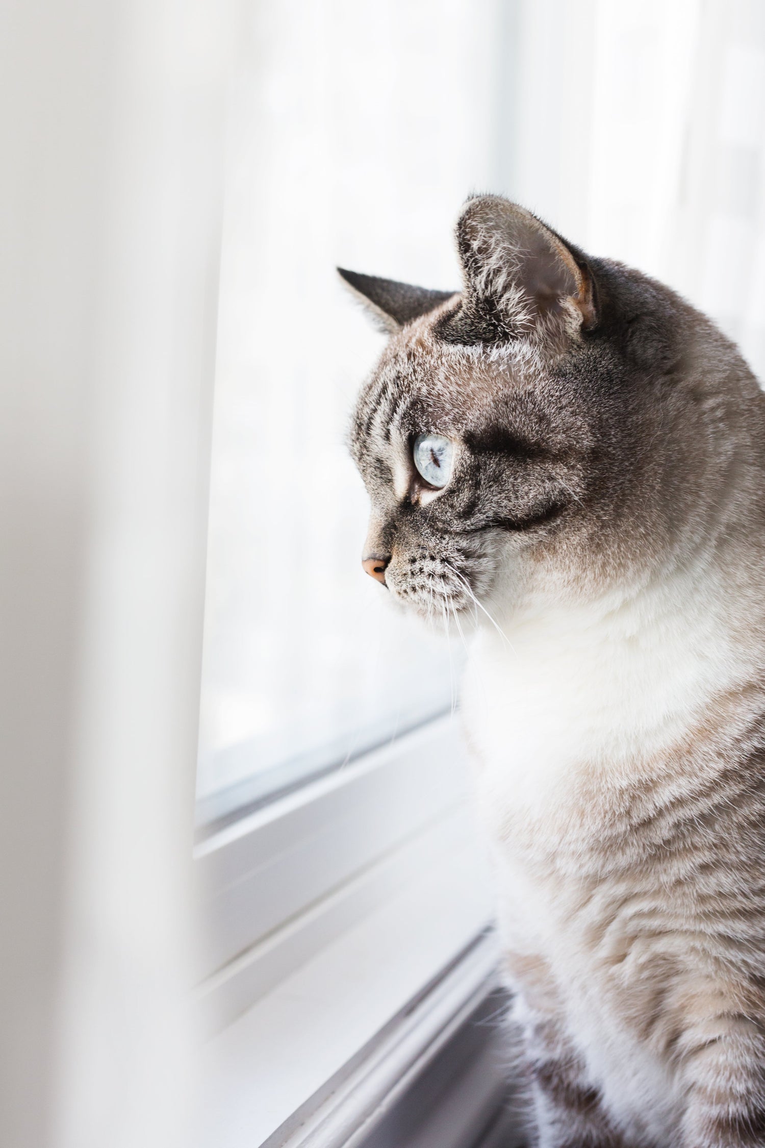 Preventative Care Checklist for Dogs and Cats