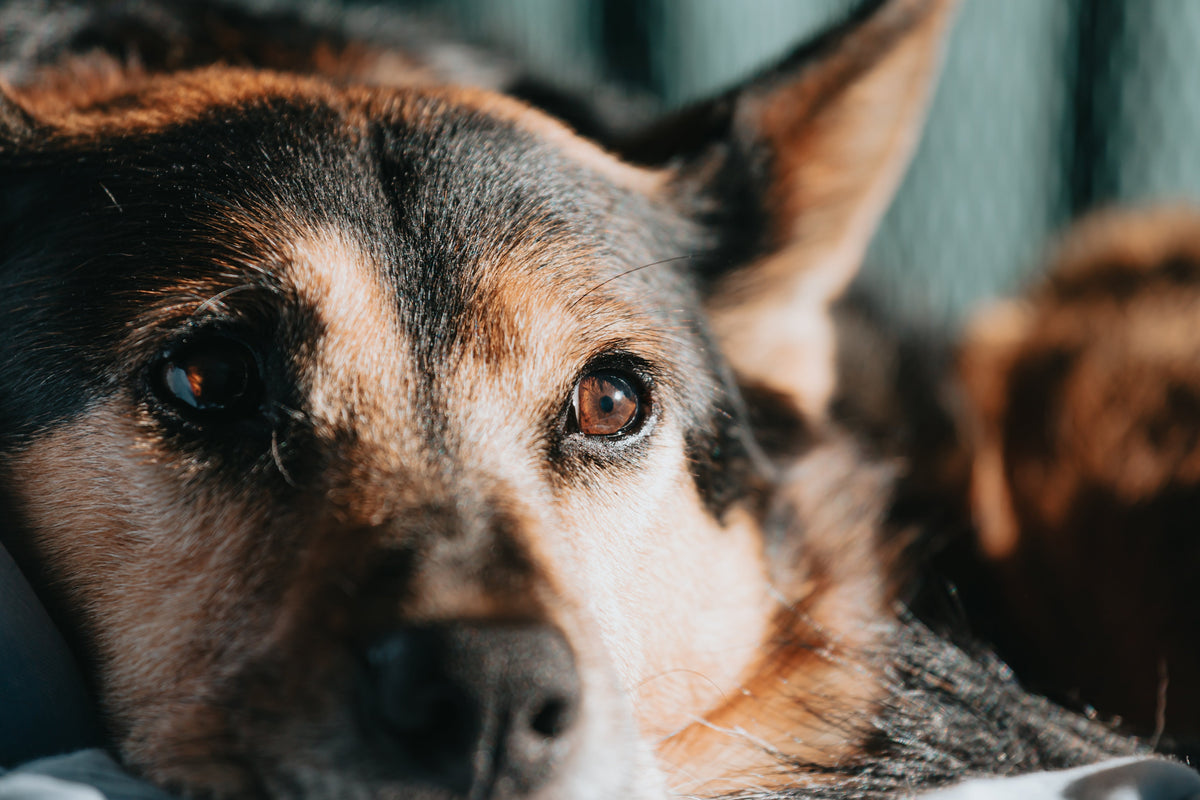 How to Support a Friend Who Lost a Pet