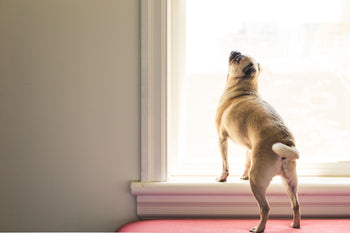 Caring for Senior Dogs With Arthritis