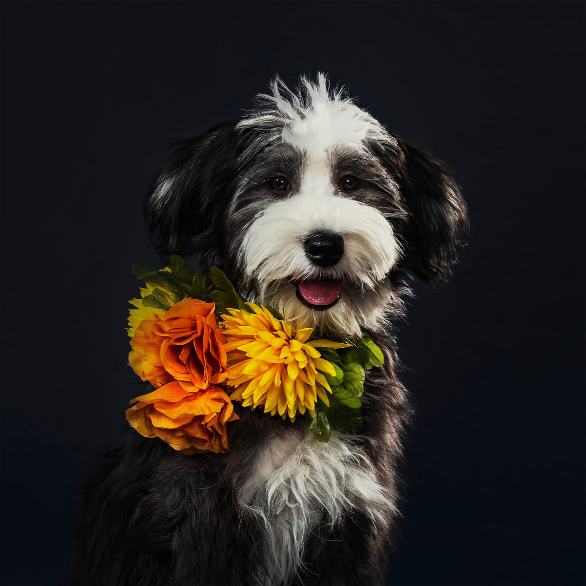 Building a Strong Bond With Your Pet at Every Life Stage