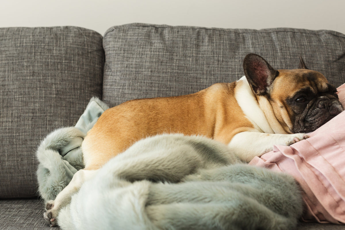 Creating a Comfortable Home for an Elderly Dog