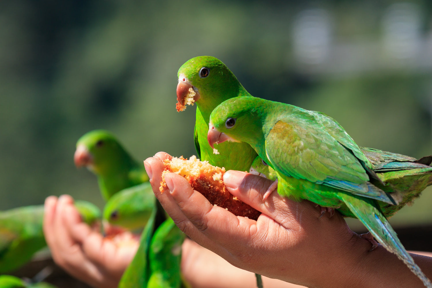 pets