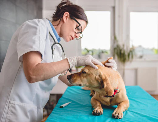 veterinarian