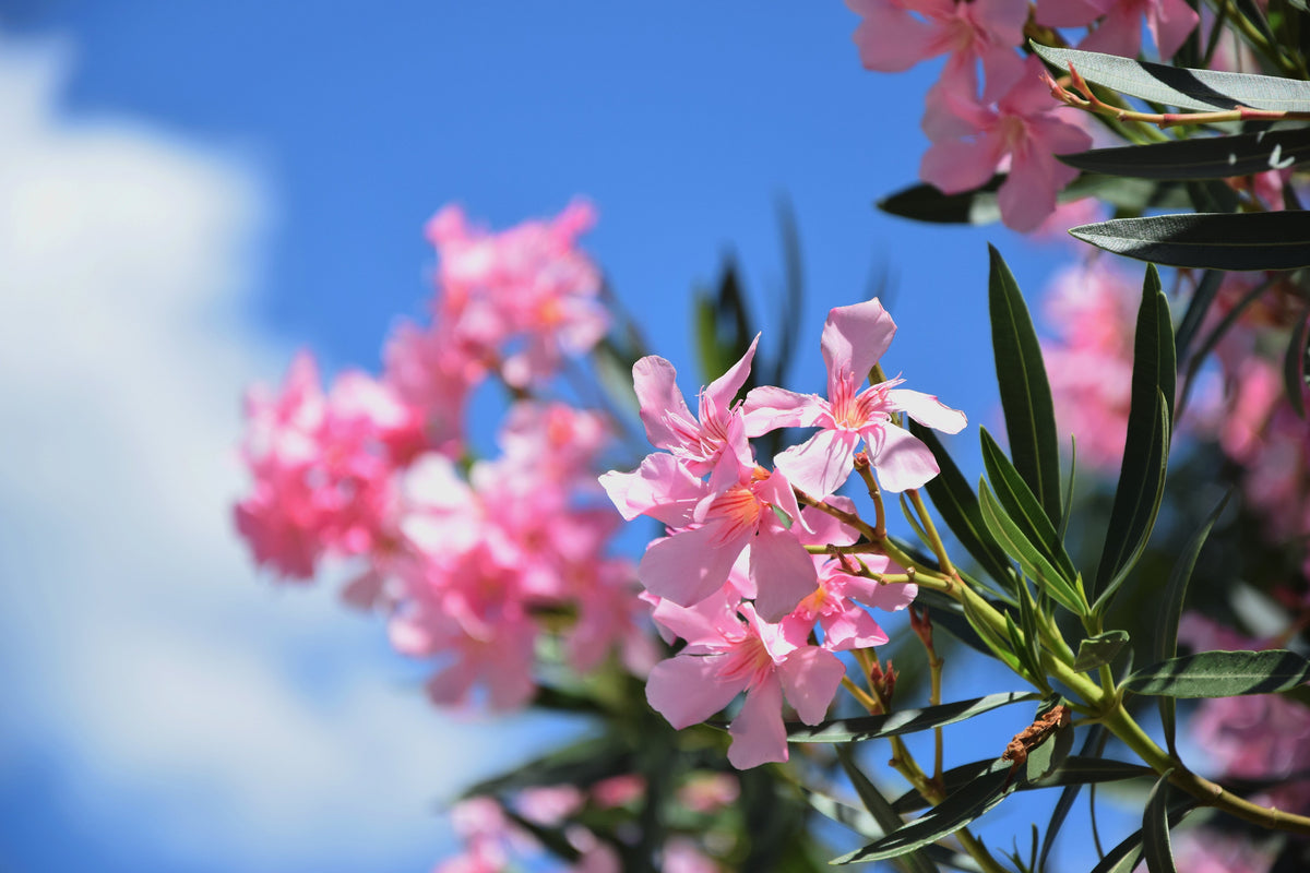 The Power of Funeral Flowers for Honoring the Loss of a Beloved Mother –  Oaktree Memorials