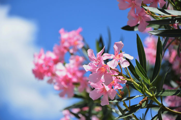 Funeral Flowers