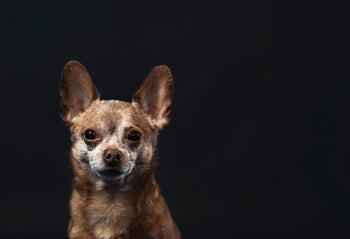 Senior Dog Weight Management: Avoiding Obesity