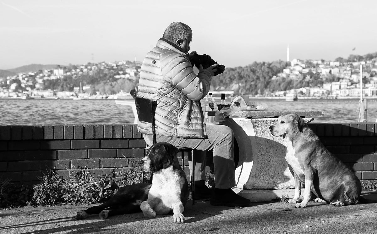 Senior Pet Care Tips for First-Time Dog Owners