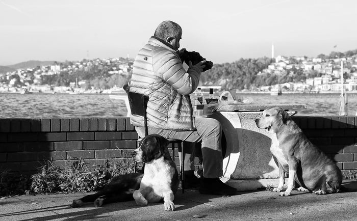 Senior Pet Care Tips for First-Time Dog Owners