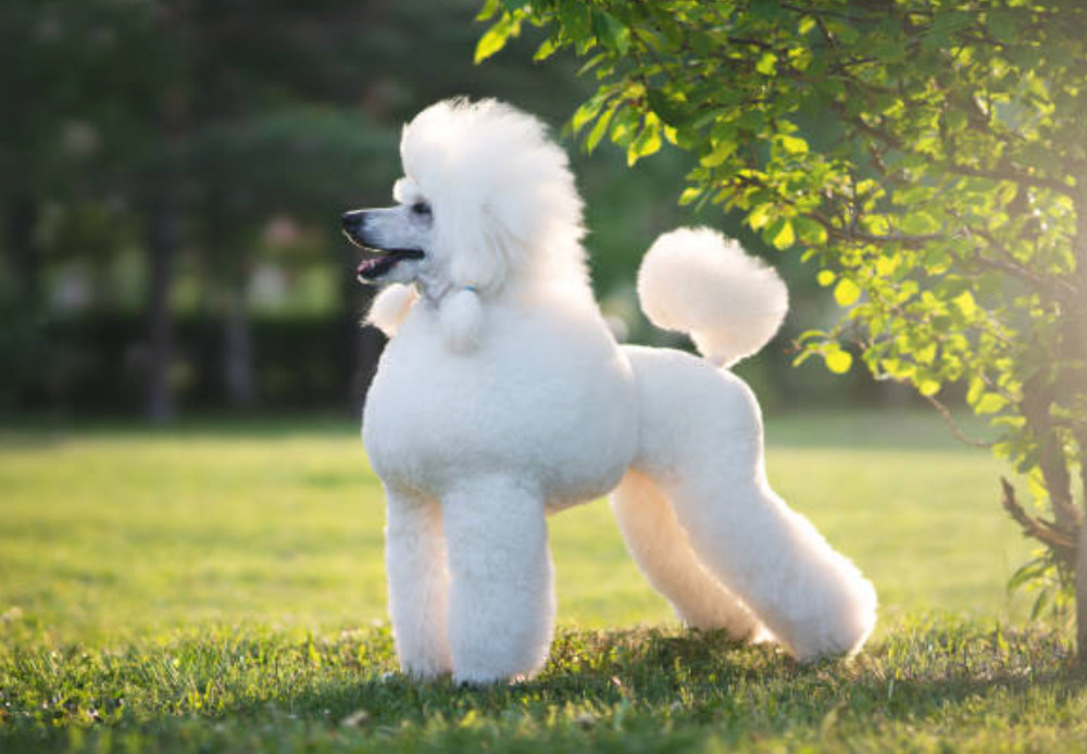 Poodle Urn