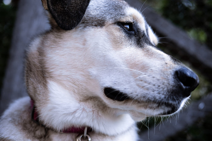 Husky Urn