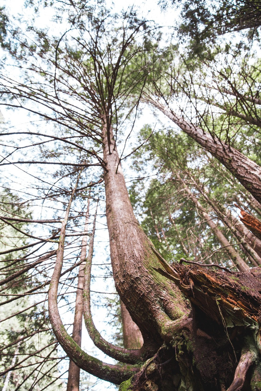 Memorial Tree Planting Programs: Living Tributes Explained – Oaktree ...