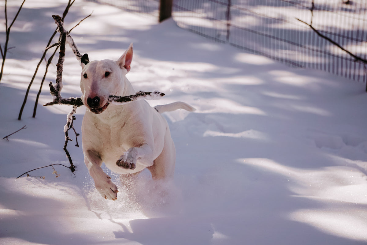 Understanding Pet Behavior Changes Over Time